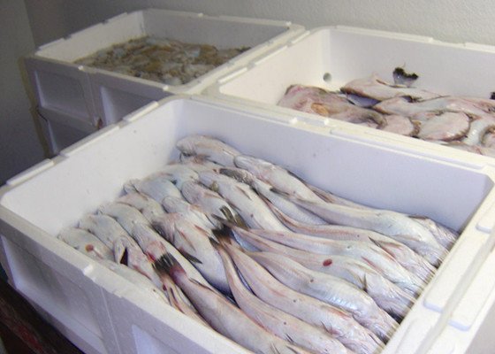 Akıllı Balık Kutusu: Atıkları ve Emisyonları Azaltan Yenilikçi Tasarım