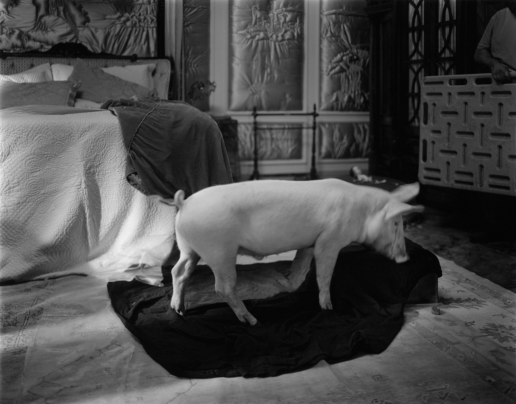 Lanthimos: Sinema Perdesinden Objektife, Sınır Tanımaz Özgürlük