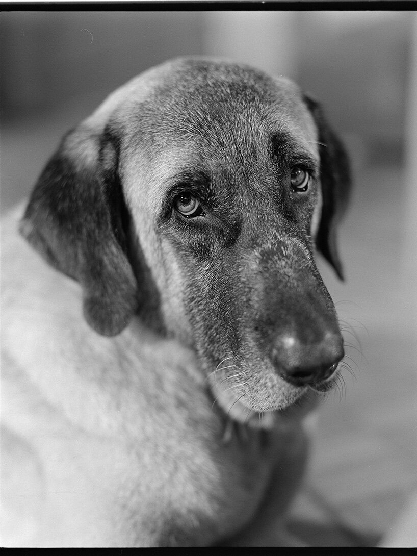 Lanthimos: Sinema Perdesinden Objektife, Sınır Tanımaz Özgürlük