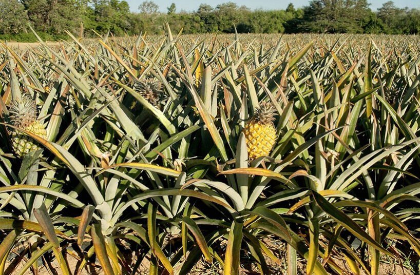 Sürdürülebilir Tasarımda Yeni Soluk: Kenevir ve Ananas Lifiyle Hemp Chair