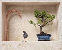 Pancalpina: Alp'lerin Gizli Kahramanı, Faccin'den Hayatta Kalma Bankı