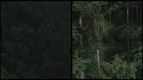 Kengo Kuma Kopenhag'da: "Earth | Tree" ile Doğadan Sanata Işık Dansı