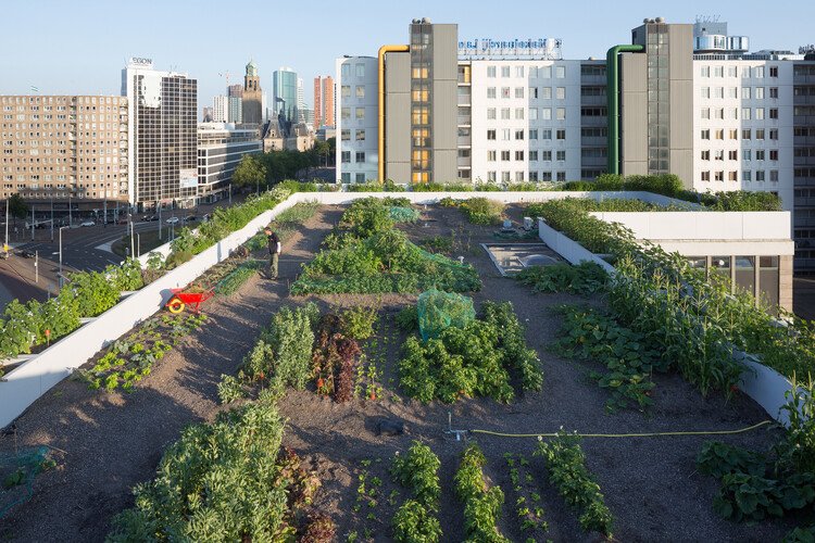 Rotterdam'ın Suya Direnen Mimarisi: İki Cesur Yaklaşım