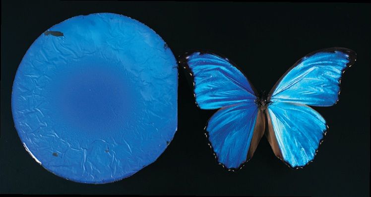 kelebek kanatı malzeme biyotaklit