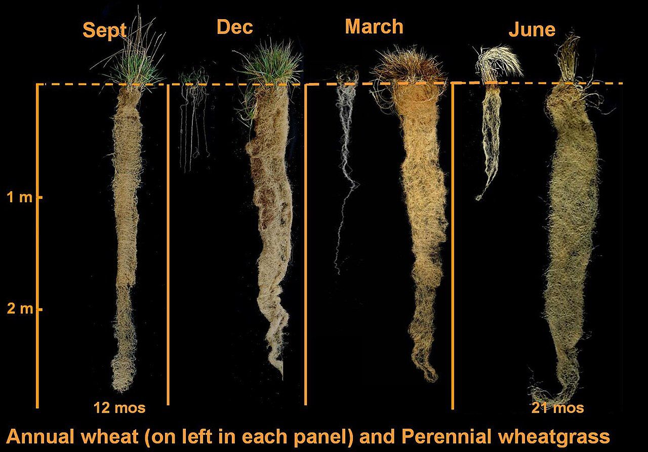 Çok yıllık bir tahıl adayı olan ara buğdaygillerin kökleri ile tek yıllık buğdaygillerin kökleri karşılaştırılmıştır (her panelde solda)